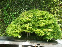 /album/danimayosinfojardin2/bonsai-haya-fagus-sylvatica1-jpg-jpg/